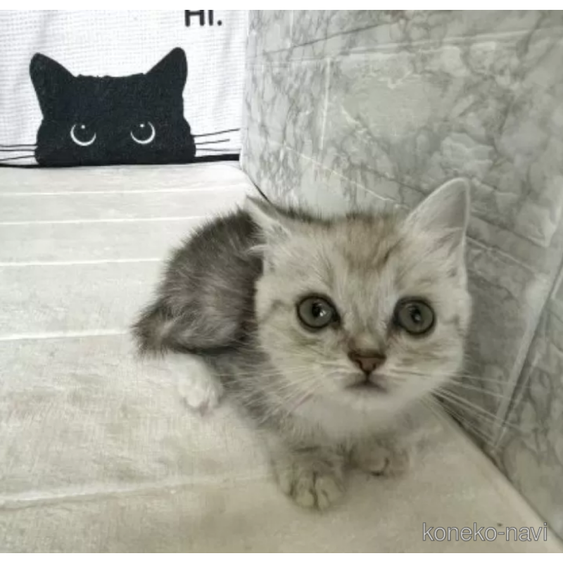 販売中の鳥取県のミヌエット(短足)-125315の3枚目